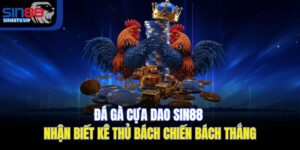 Đá Gà Cựa Dao Sin88 | Nhận Biết Kê Thủ Bách Chiến Bách Thắng
